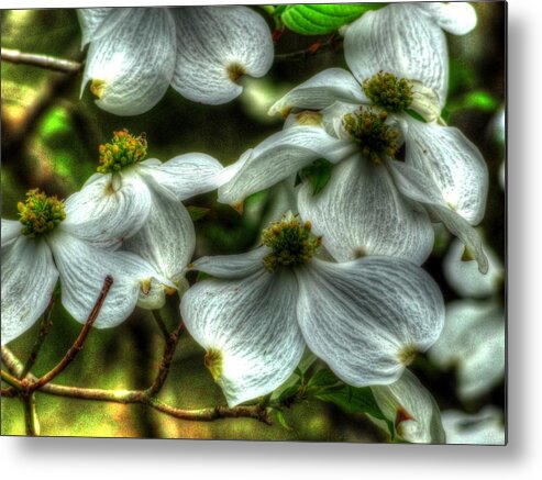 Dogwood Metal Print featuring the photograph Mississippi Dogwood by Lanita Williams