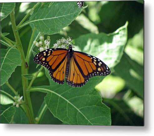 Butterfly Metal Print featuring the photograph Monarch Butterfly 36 by Pamela Critchlow