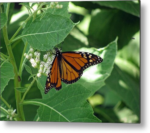 Butterfly Metal Print featuring the photograph Monarch Butterfly 41 by Pamela Critchlow