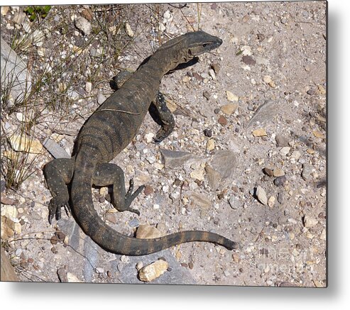 Australia Metal Print featuring the photograph Monitor Lizard - Western Australia by Phil Banks