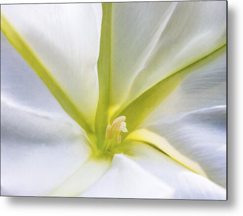 Flower Metal Print featuring the photograph Moon Flower by David Kay