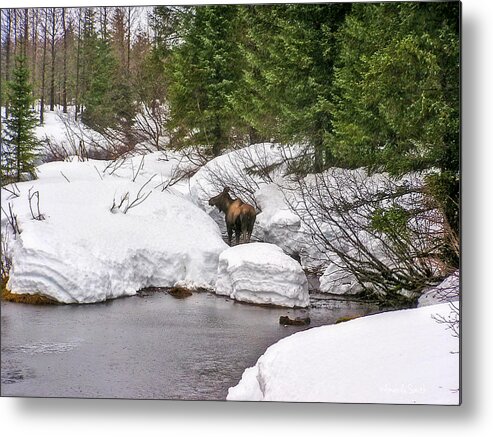 Moose Metal Print featuring the photograph Moose in Alaska by Amanda Smith