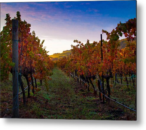 Nature Metal Print featuring the photograph Morning at the Vineyard by Bill Gallagher