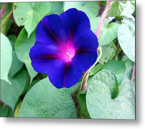 Flower Metal Print featuring the photograph Morning Glory - Flower by Susan Carella