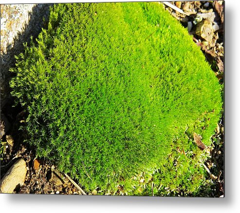 Moss Metal Print featuring the photograph Moss by MTBobbins Photography