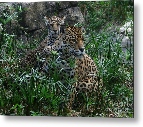 Patzer Metal Print featuring the photograph Mother and Child by Greg Patzer