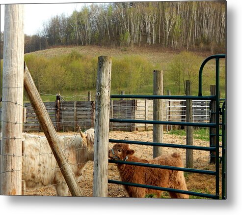 Bovine Metal Print featuring the photograph Mother and Child Reunion by Wild Thing