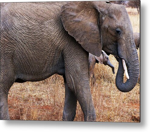 Elephant Metal Print featuring the photograph Mother And Daughter by Carl Sheffer
