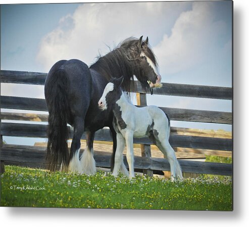 Equine Metal Print featuring the photograph Mother and Son by Terry Kirkland Cook