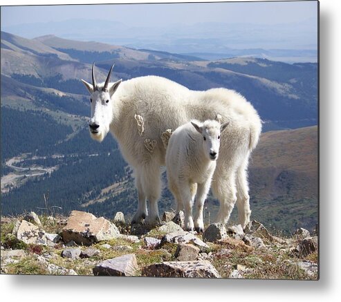 Mountain Metal Print featuring the photograph Mountain Goats - Quandary Peak by Aaron Spong