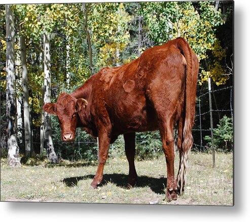 Cow Metal Print featuring the photograph Mountain Moodaug by William Wyckoff