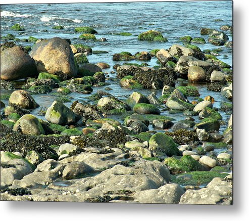 Atlantic Metal Print featuring the photograph Mussels and Moss by Lisa Blake