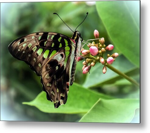 Green Butterflies Metal Print featuring the photograph My Fair Lady by Karen Wiles