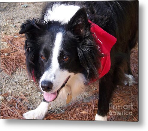 Border Collie Metal Print featuring the photograph Border Collie Products by Eunice Miller