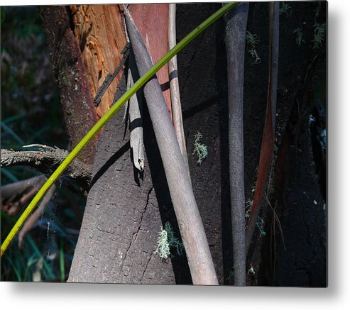 Eucalypt Metal Print featuring the photograph Natural Bands 3 by Evelyn Tambour