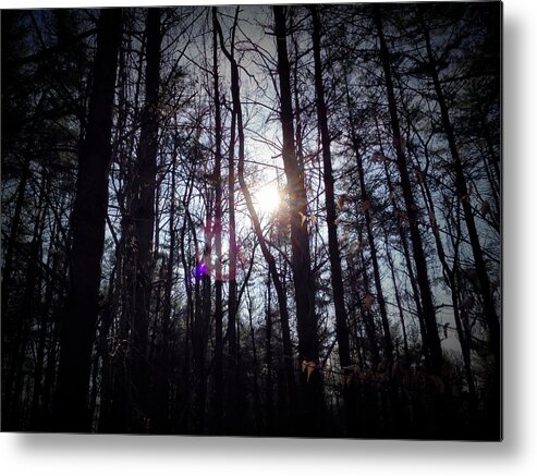 Trees Metal Print featuring the photograph Nature Hike by Chris Montcalmo