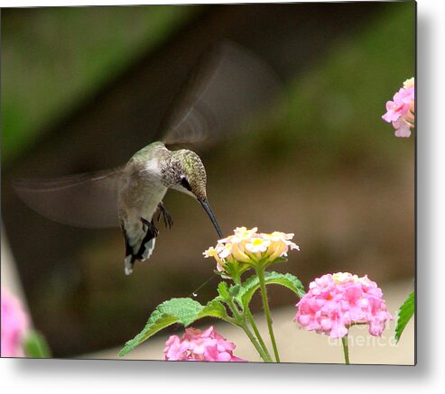 Hummingbird Metal Print featuring the photograph Hummingbird Dinner by Linda Cox