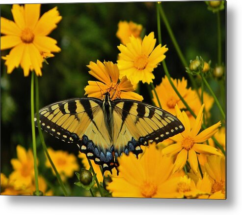 Nature Metal Print featuring the photograph Nature's Symmetry by Jean Goodwin Brooks