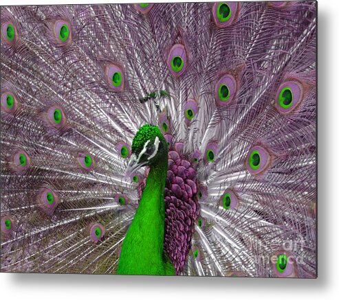 Peacock Metal Print featuring the photograph New Clothes by Ann Horn