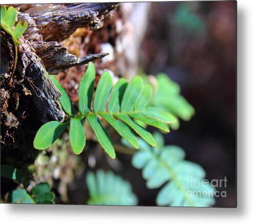 Landscape Metal Print featuring the photograph New Growth by Andre Turner