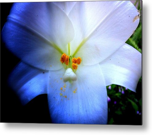 Flower Metal Print featuring the photograph Night and Day Lilly by John Duplantis