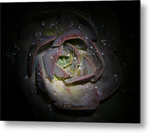 Succulent Metal Print featuring the photograph Nocturnal Diamonds by Evelyn Tambour
