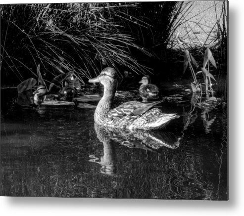 Duck Metal Print featuring the photograph OKC Ducks 002 by Lance Vaughn