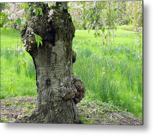 Tree Metal Print featuring the photograph Old tree in spring by Yue Wang