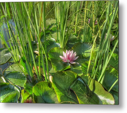 Flowers Metal Print featuring the photograph On The Edge by Derek Dean
