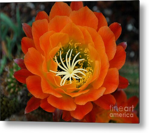 Orange Metal Print featuring the photograph Orange Cactus Flower by Nancy Mueller