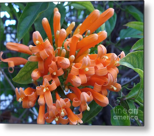 Flower Metal Print featuring the photograph Orange Petals by HEVi FineArt