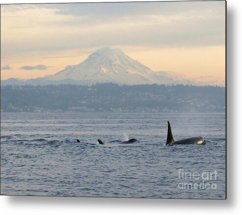 Orca Metal Print featuring the photograph Orcas and Mt. Rainier II by Gayle Swigart