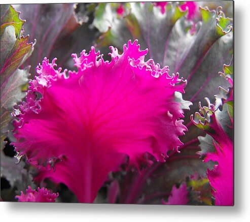 Floral Metal Print featuring the photograph Ornamental Cabbage by Kae Cheatham