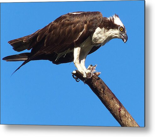 Osprey Metal Print featuring the photograph Osprey Feeding 000 by Christopher Mercer