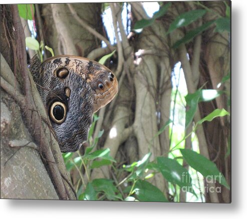 Owl Butterfly In Hiding. Hevi Fineart Metal Print featuring the photograph Owl Butterfly in Hiding by HEVi FineArt