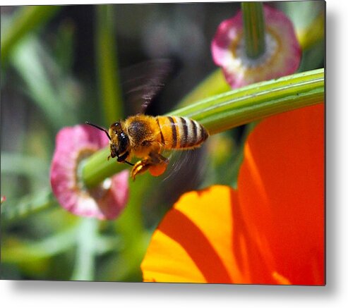 Spring Metal Print featuring the photograph Packin Poppy Pollen by Joe Schofield