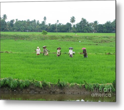 Paddy Field Workers Metal Print featuring the photograph Paddy field workers by Mini Arora