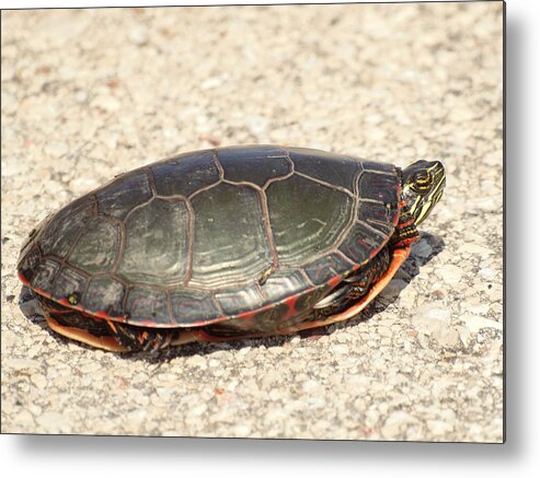 Painted Turtle Metal Print featuring the photograph Painted Turtle by Thomas Young