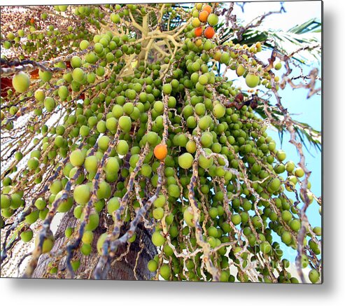Palm Tree Metal Print featuring the photograph Palm Grapes by Kelly Holm
