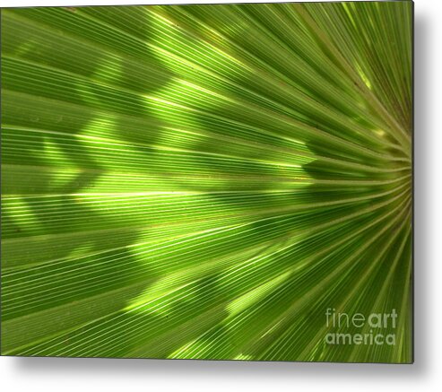  Metal Print featuring the photograph Palm Leaf by Nora Boghossian