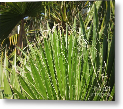 Palm Tree Metal Print featuring the photograph Palm trees by Chani Demuijlder