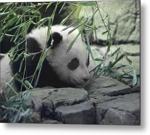 Panda Metal Print featuring the photograph Panda Cub Bao Bao by Jack Nevitt