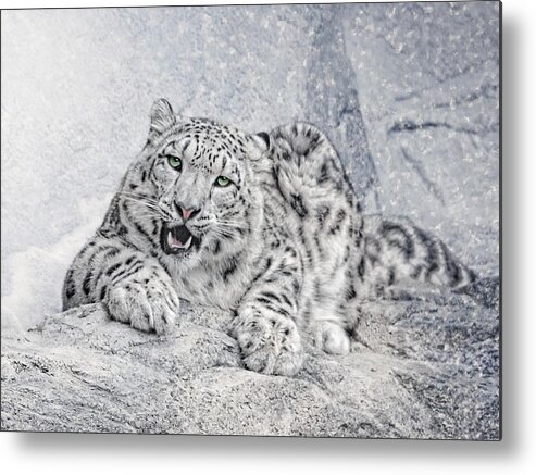 Panthera Uncia Metal Print featuring the photograph Panthera Uncia by Joachim G Pinkawa