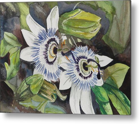 Blue Crown Passion Flower Metal Print featuring the painting Passiflora Cerulia by Betty-Anne McDonald