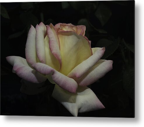 Roses Metal Print featuring the photograph Peace to You and Yours by Lucinda Walter
