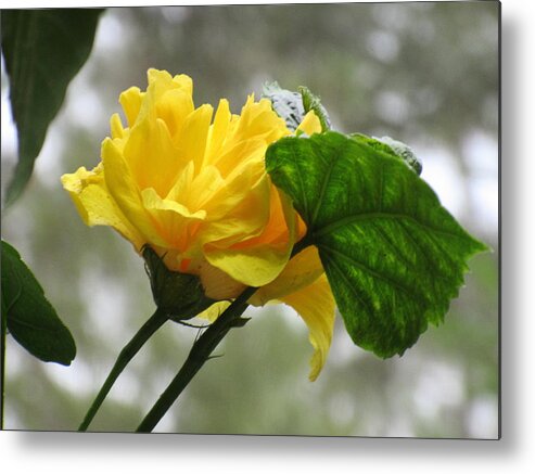 Yellow Metal Print featuring the photograph Peachy Yellow Surprise by Ashley Goforth