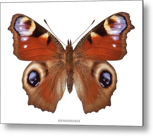 Aglais Metal Print featuring the photograph Peacock Butterfly by Natural History Museum, London