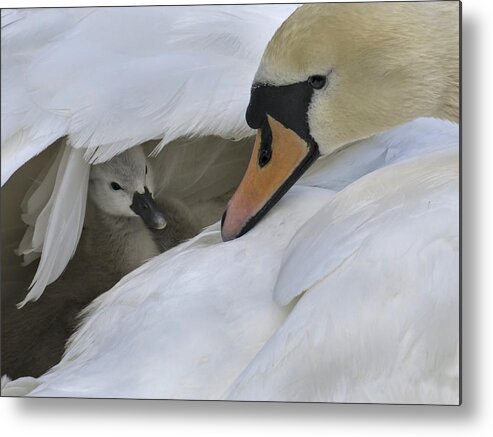 Swan Metal Print featuring the photograph Peek-a-boo by Inge Riis McDonald