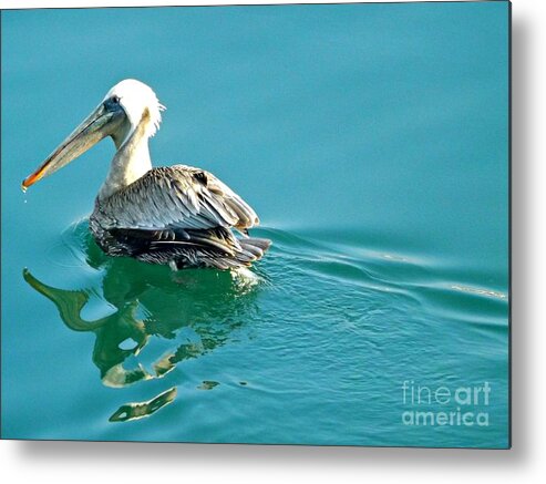 Pelican Metal Print featuring the photograph Pelican Swimming by Clare Bevan