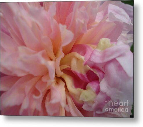 Peony Metal Print featuring the painting Peony Love by Kim Heil